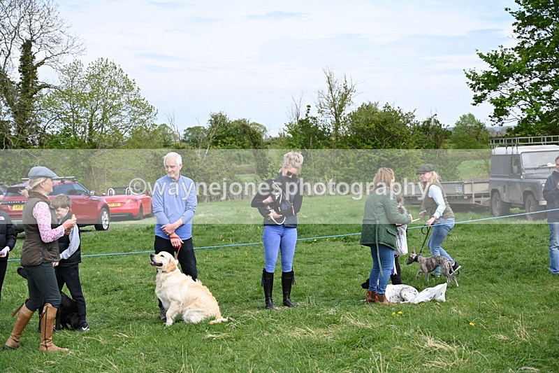 WJ6_9141 - Class 8 Best Working / Gun Dog or Bitch