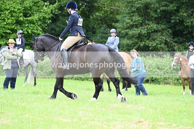 WJ7_3981 - Class 14A Handsome Gelding