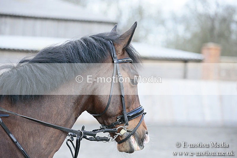 BVRC SJ 170319 498 - Bourne Valley Riding Club Showjumping 17/03/19
