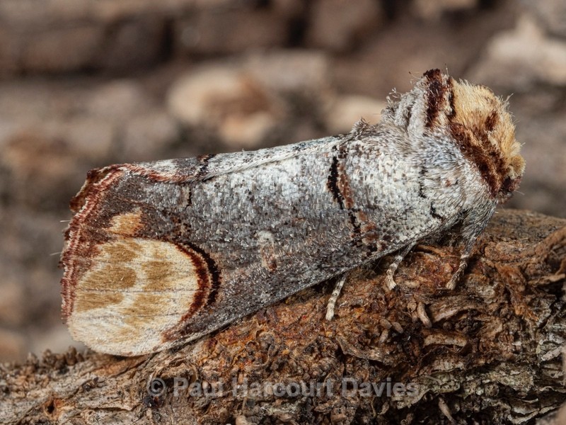 Buff tip ( Phalera bucephala) - Ten Metres from Home 2021