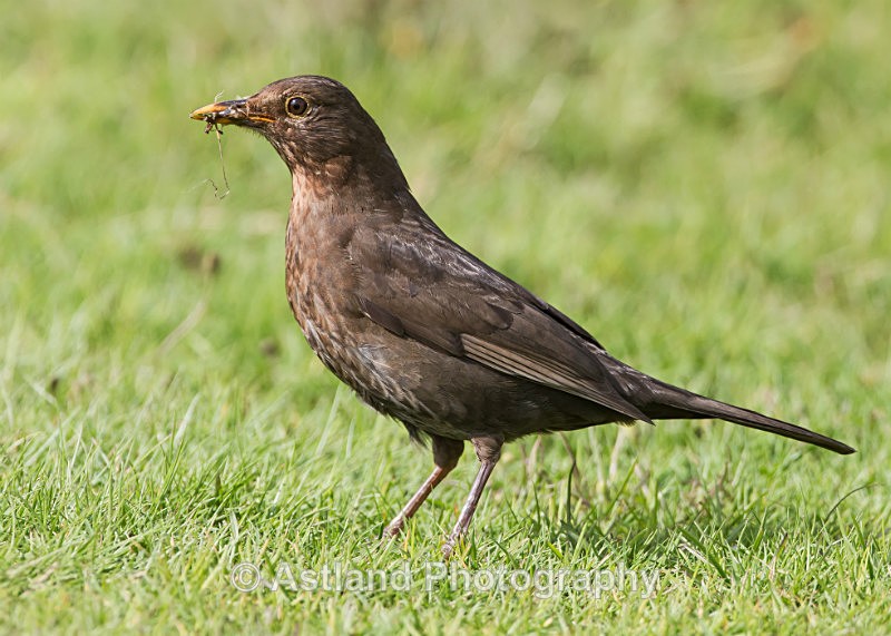 Astland Photography, Bird and Wildlife Images, Susan and Peter Wilson, U.K