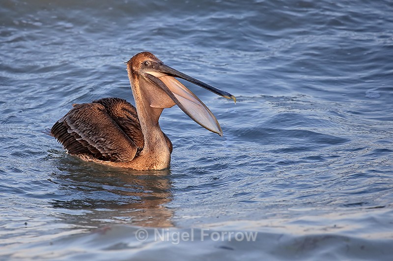 Brown Pelican swallowing, Sanibel Island, Florida - Brown Pelican