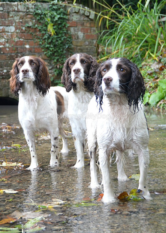  - English Springer Spaniels