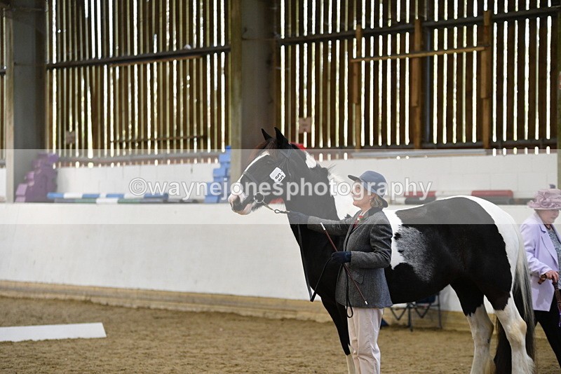 WJ5_4966 - Class 7 In hand coloured / odd coloured