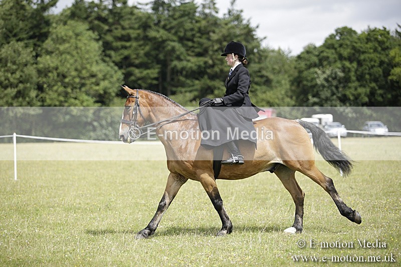 BVR160717-1991 - Side Saddle Classes 16/07/17