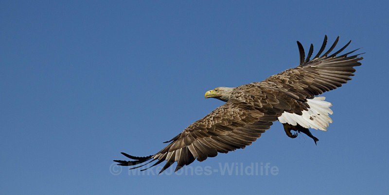 White tailed eagle, Isle of Mull, Scotland - THE WHITE TAILED EAGLES GALLERY. Images of the British Sea Eagle