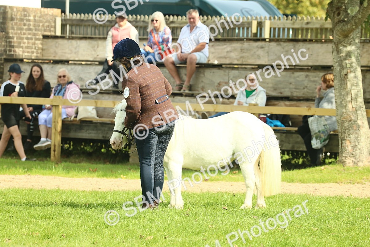 SBM_66684 - S34 - Rehabilitated Rescue Horse & Pony In Hand & Ridden