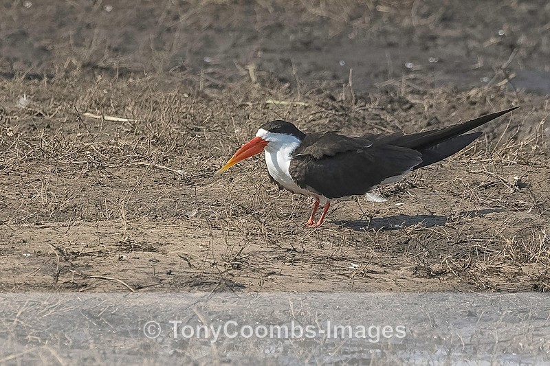 African Skimmer - Botswana ~ Birds