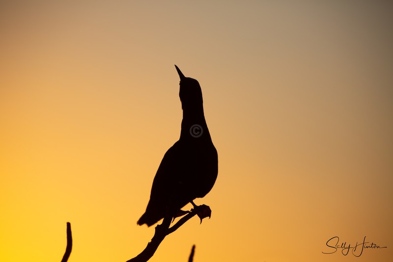 Noddy at Sunset