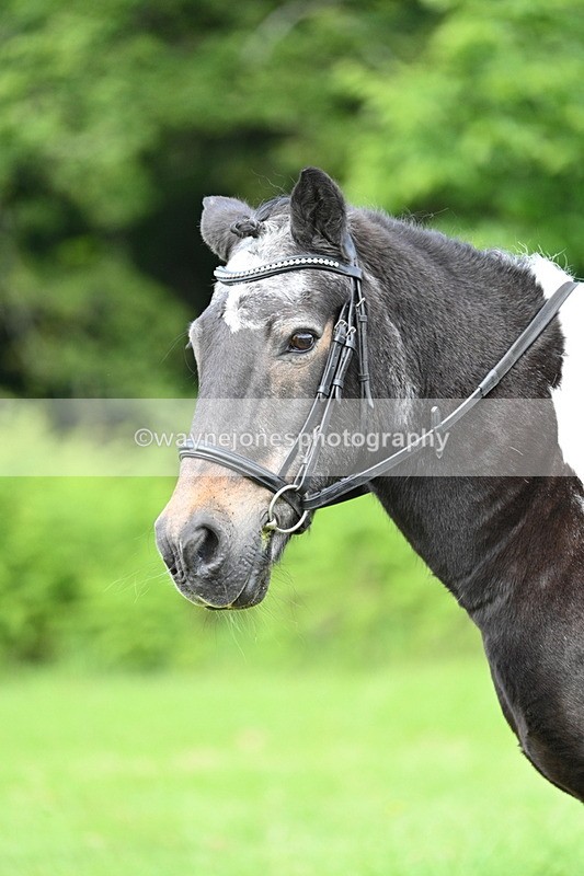 WJ7_1651 - Class 11 Condition & Turnout