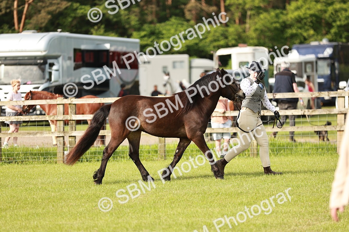 SBM_00398 - Class 14-23 - Mountain & Moorland In Hand Non Welsh