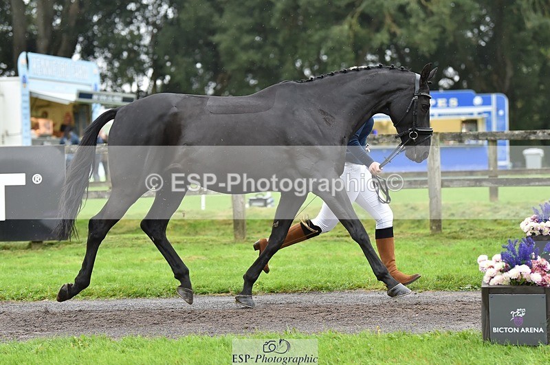 231018-124012-00440 - 053-WISHING.TIME-Holly.Law-TrotUp