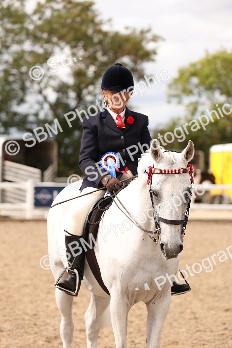 SBM_17380 - Class 214 - Ridden Hack Riding Horse