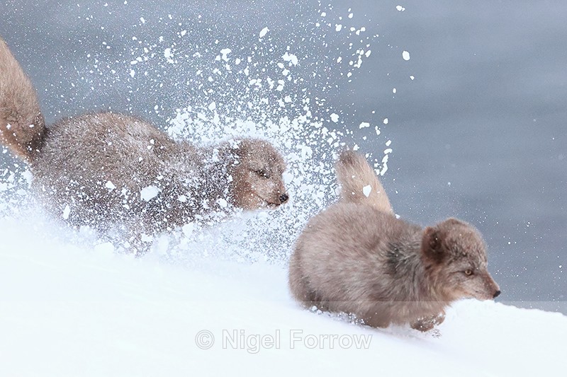 Arctic Foxes scuffle in snow, Hornstrandir, Iceland - Arctic Fox