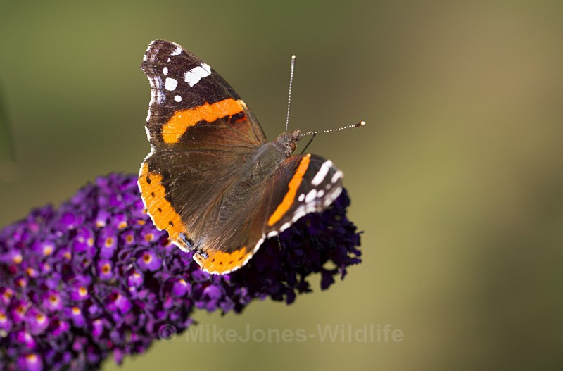 Red Admiral - BUTTERFLIES