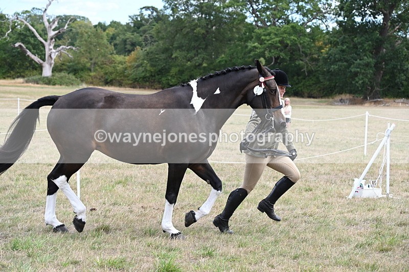 WJ6_5874 - Class 19 In-hand Veterans (Uploaded correct folder)