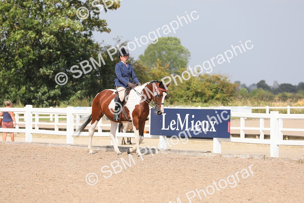 SBM_13331 - Class 308 Ridden Coloured Horse