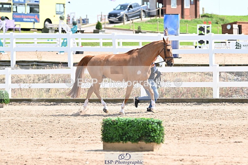 240717A-150639-02544 - Trot Up 3pm to 4pm