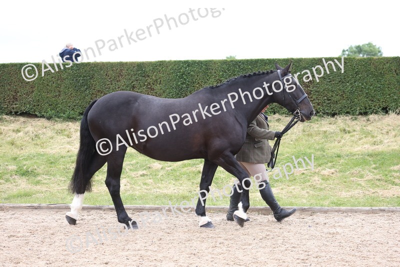 20250524-0952 - Class 9 - Cob and Hunter