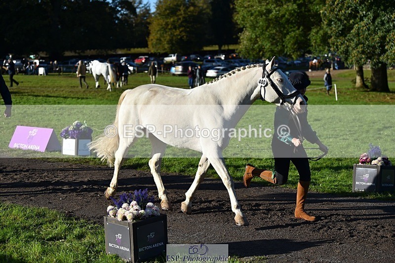 231022-095548-22119 - 480-REDPARK.SAMMEY-Eliza.Peters-TrotUp+SJ