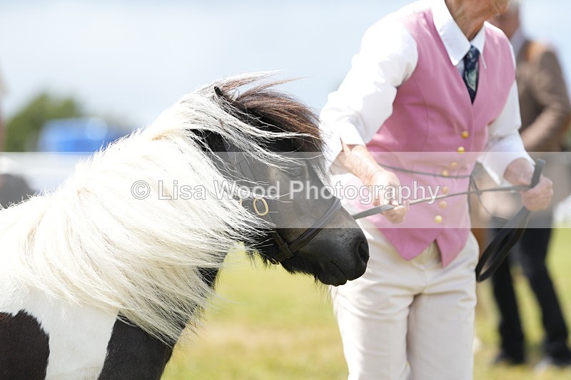 DSC06943 - Class 60: Coloured Pony 4yrs & over