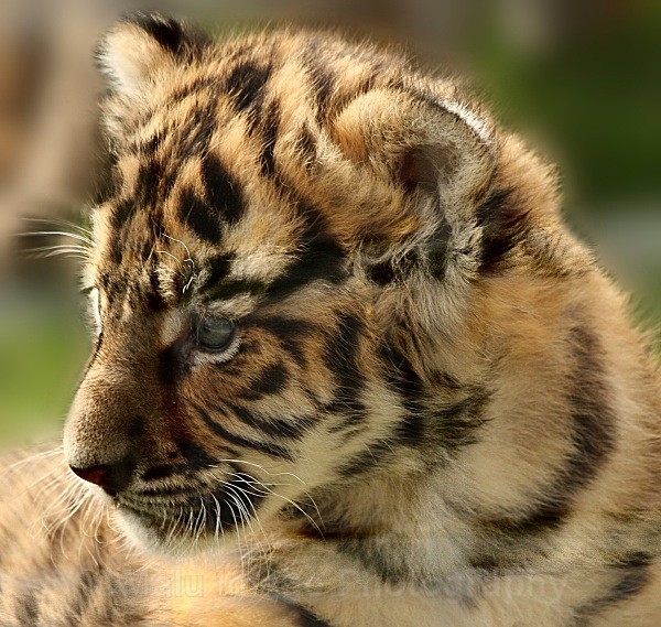 289 TROY@5WKS - BIG CATS