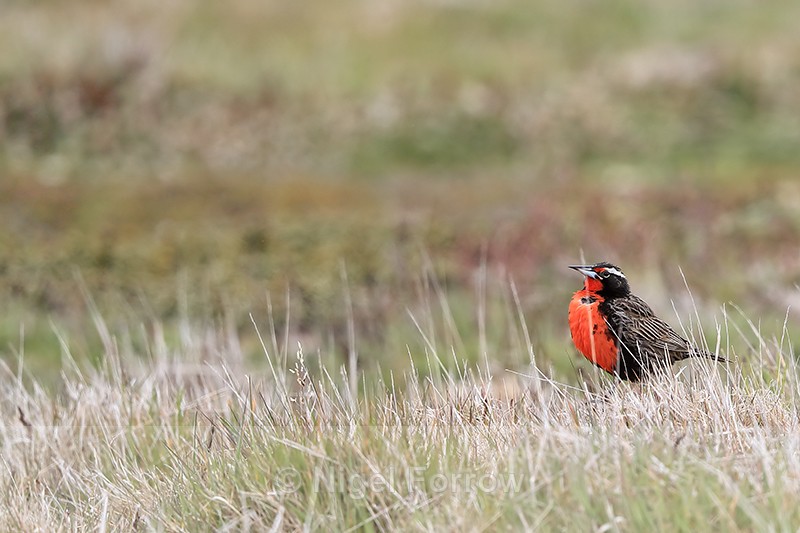 Long-tailed Meadowlark, Carcass Island, Falklands - Long-tailed Meadowlark