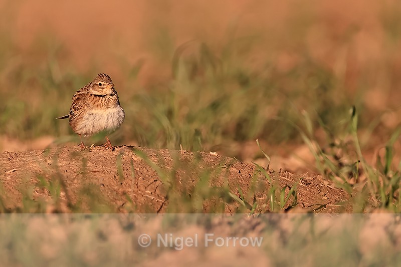 Calandra Lark front view, Mongai, Spain - Calandra Lark