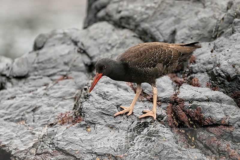 Blackish Oystercatcher (juvenile) close view, Chanaral Island, Chile - Blackish Oystercatcher