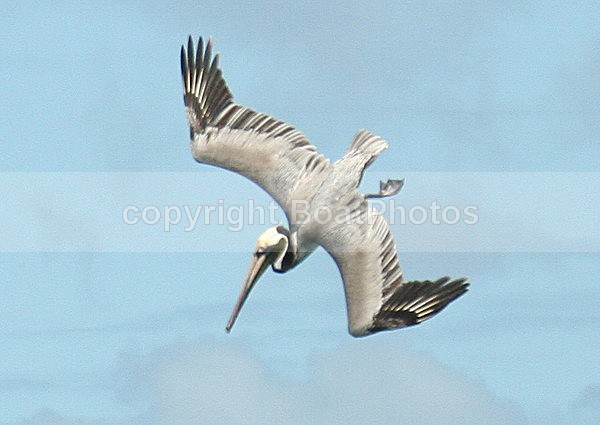 070208 Pelican 2 - ATLANTIC CROSSING 2006