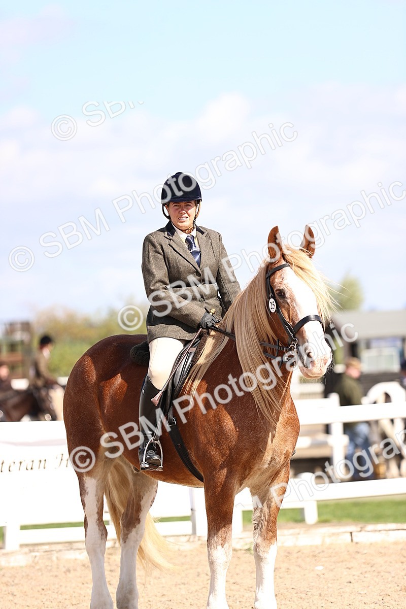 SBM_14400 - Class 412 - Handsomest Gelding (IH or Ridden)Adult