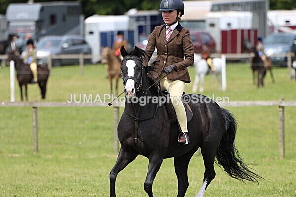 IMG_3204 - Working Hunter