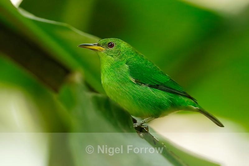 Green Honeycreeper (female), La Paz Gardens, Costa Rica - Green Honeycreeper