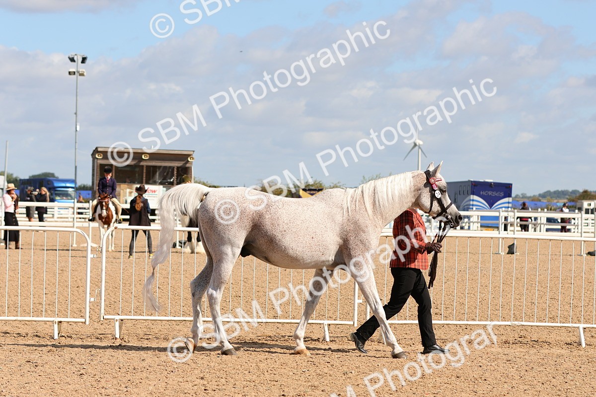 SBM_11152 - Class 208 - IH Veteran Horse