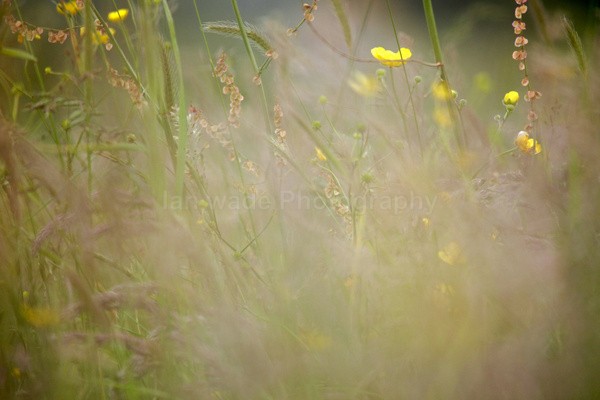  - Wild Flowers,  plants & Fungus photography, Great Britain
