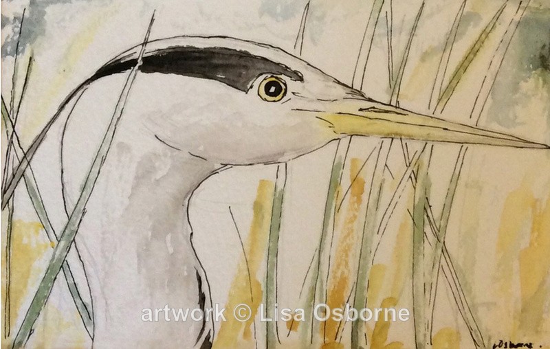 Heron watercolour pen and ink