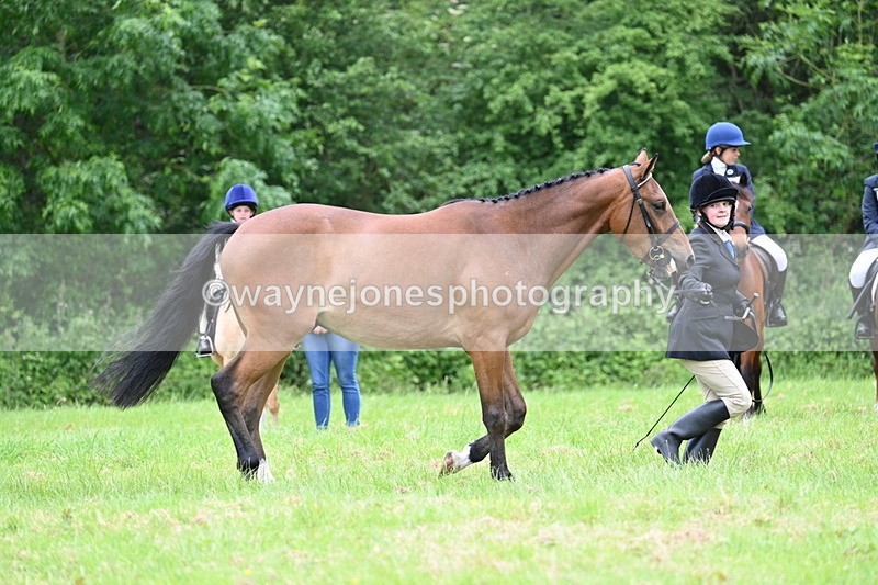 WJ7_4137 - Class 14A Handsome Gelding