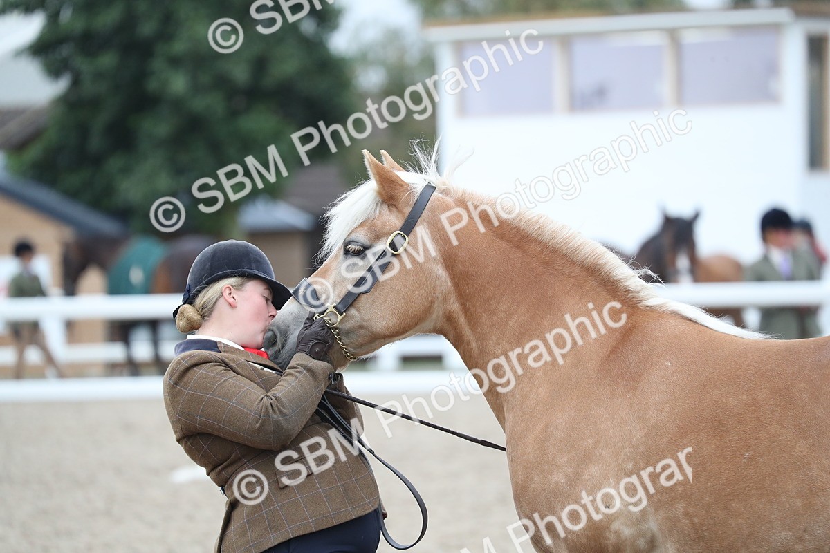 SBM_17982 - Class 317 IH Pure bred Horse/Pony