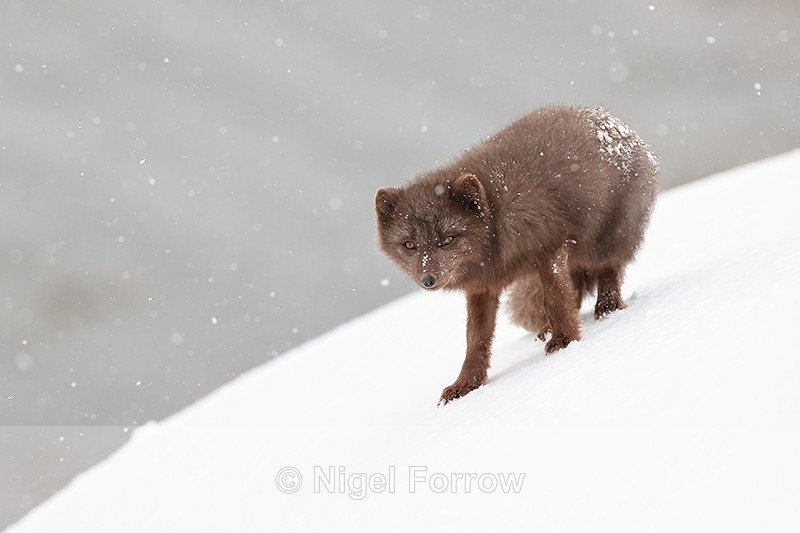 Arctic Fox hesitates on slope, Hornstrandir, Iceland - Arctic Fox