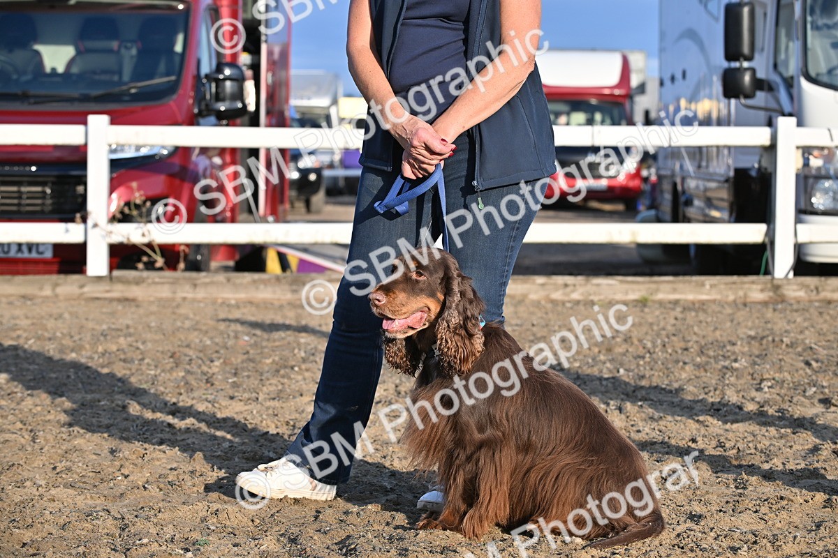 SBM_09493 - Lorry Dogs