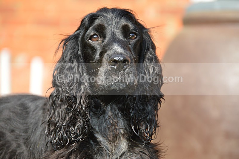  - Cocker Spaniels