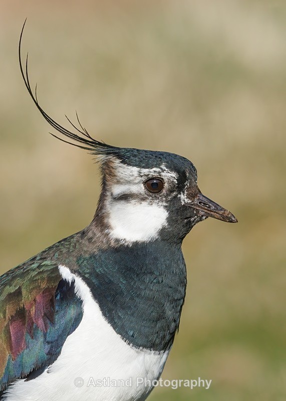 Astland Photography, Bird and Wildlife Images, Susan and Peter Wilson, U.K.