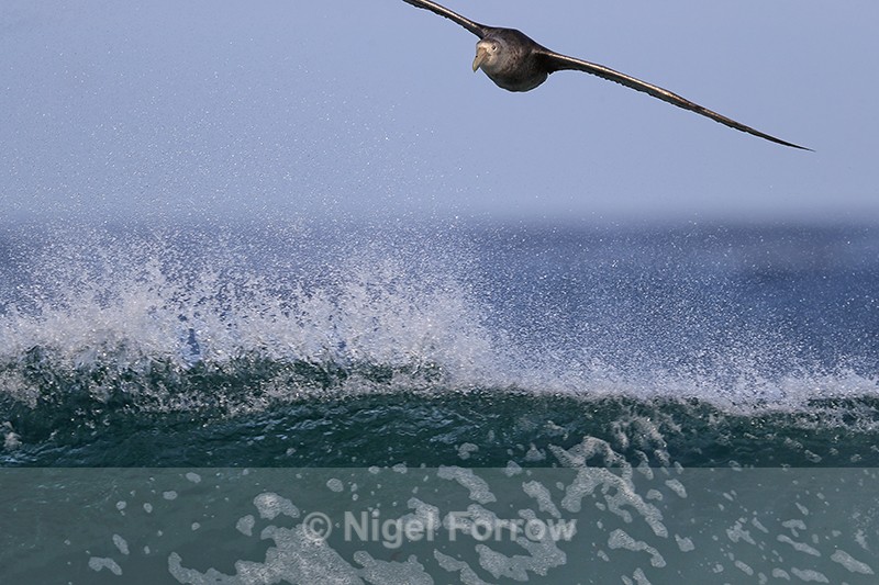 Southern Giant Petrel skims breaking wave, Sea Lion Island - Southern Giant Petrel