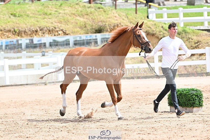 240717A-144245-02217 - Trot Up 2pm to 3pm - This folder is not in time order