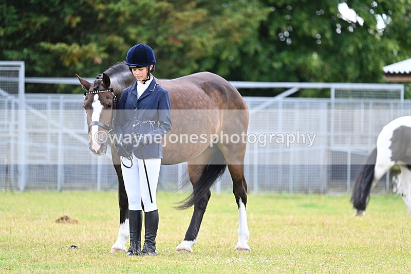 WJ7_7037 - Class 5a Most Handsome Gelding in Hand