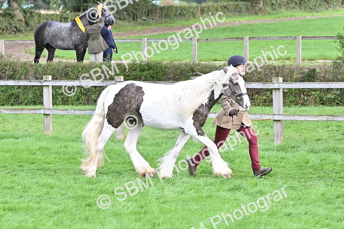 SBM_56887 - S45 - Coloured Pony In Hand
