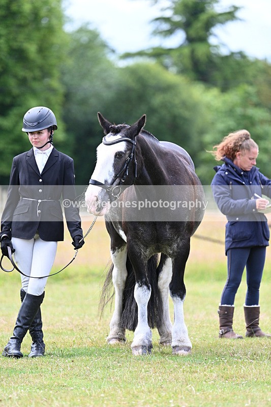 WJ7_7115 - Class 5a Most Handsome Gelding in Hand