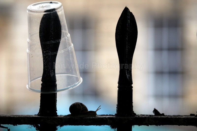 Urban snail at night in a Bristol Street - Urban Snail photography - Bristol