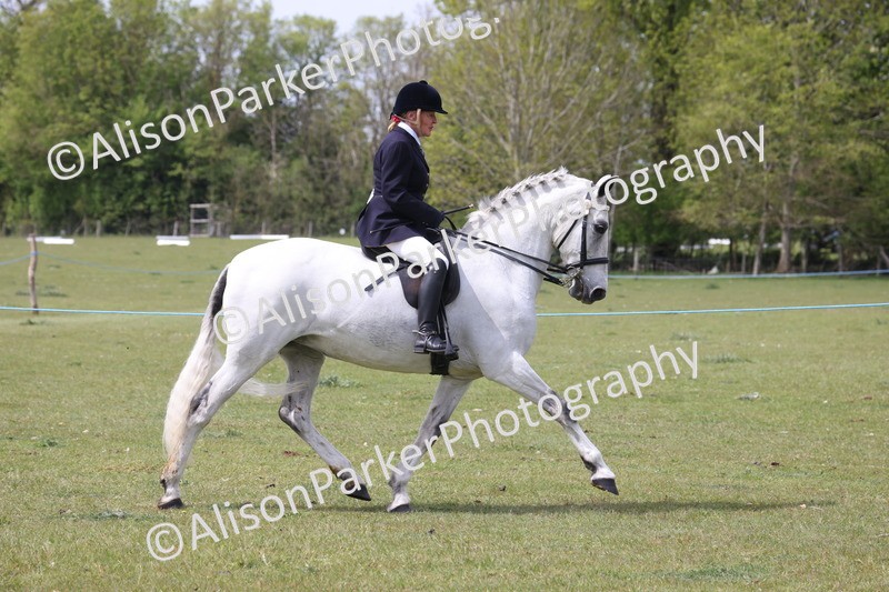 20260426-4305 - Class 34 - Best Riding Horse Over 14.2hh