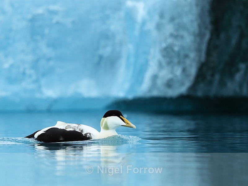 Eider, blue iceberg background, Jokulsarlon, Iceland - Eider